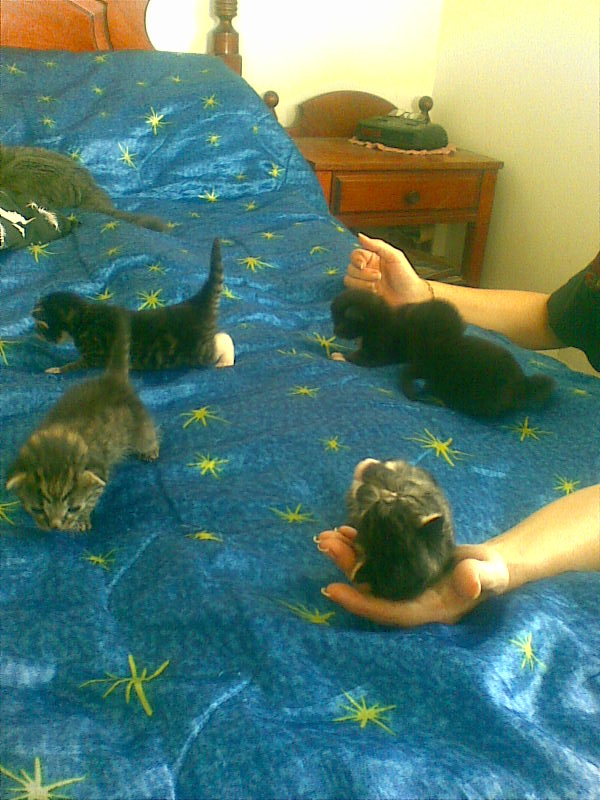 Cats Cats