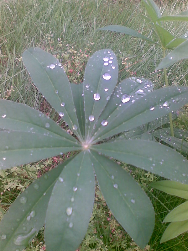Water drops Water drops