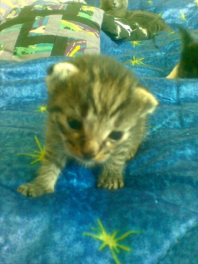 Grizzly Grizzly