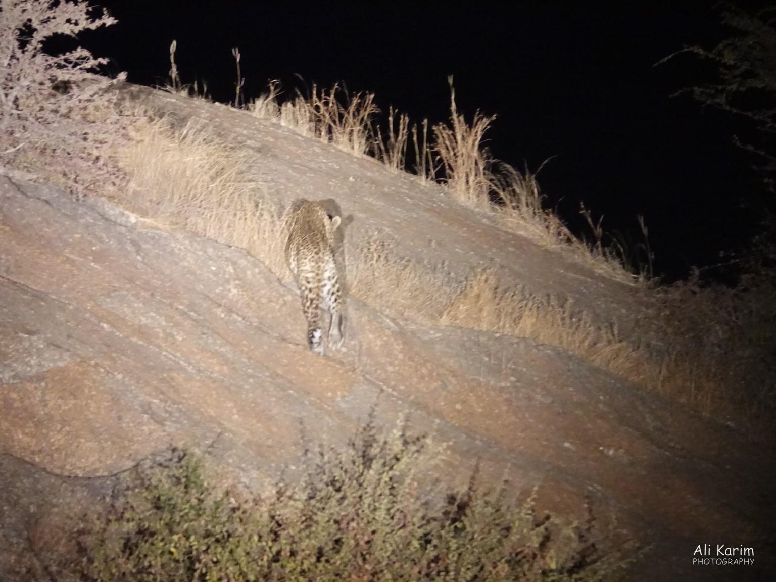 Caught at night with searchlights, near some homes. Next morning, we learnt that there was a goat that was killed that night near where we saw this leopard. Leopards, Bera, Rajasthan Caught at night with searchlights, near some homes. Next morning, we learnt that there was a goat that was killed that night near where we saw this leopard.