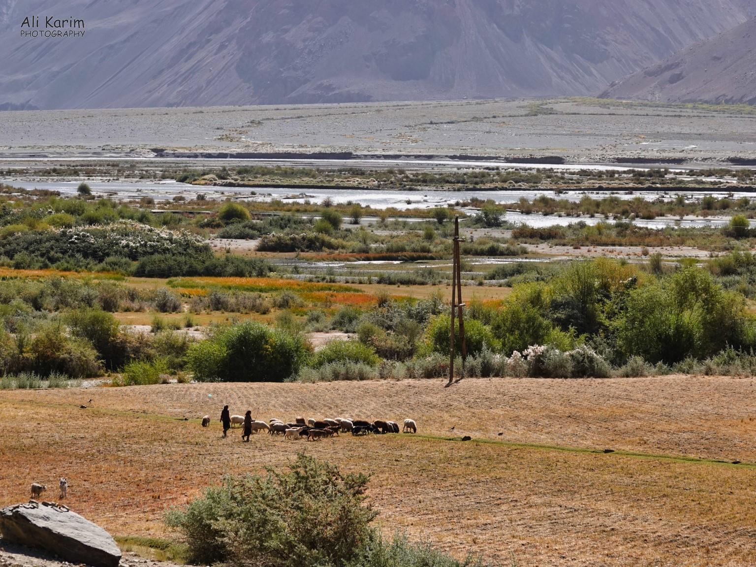 Beautiful view of farmland, grazing sheep, the Panj river and Afghanistan beyond Langar, Bulunkul Tajikistan, Beautiful view of farmland, grazing sheep, the Panj river and Afghanistan beyond