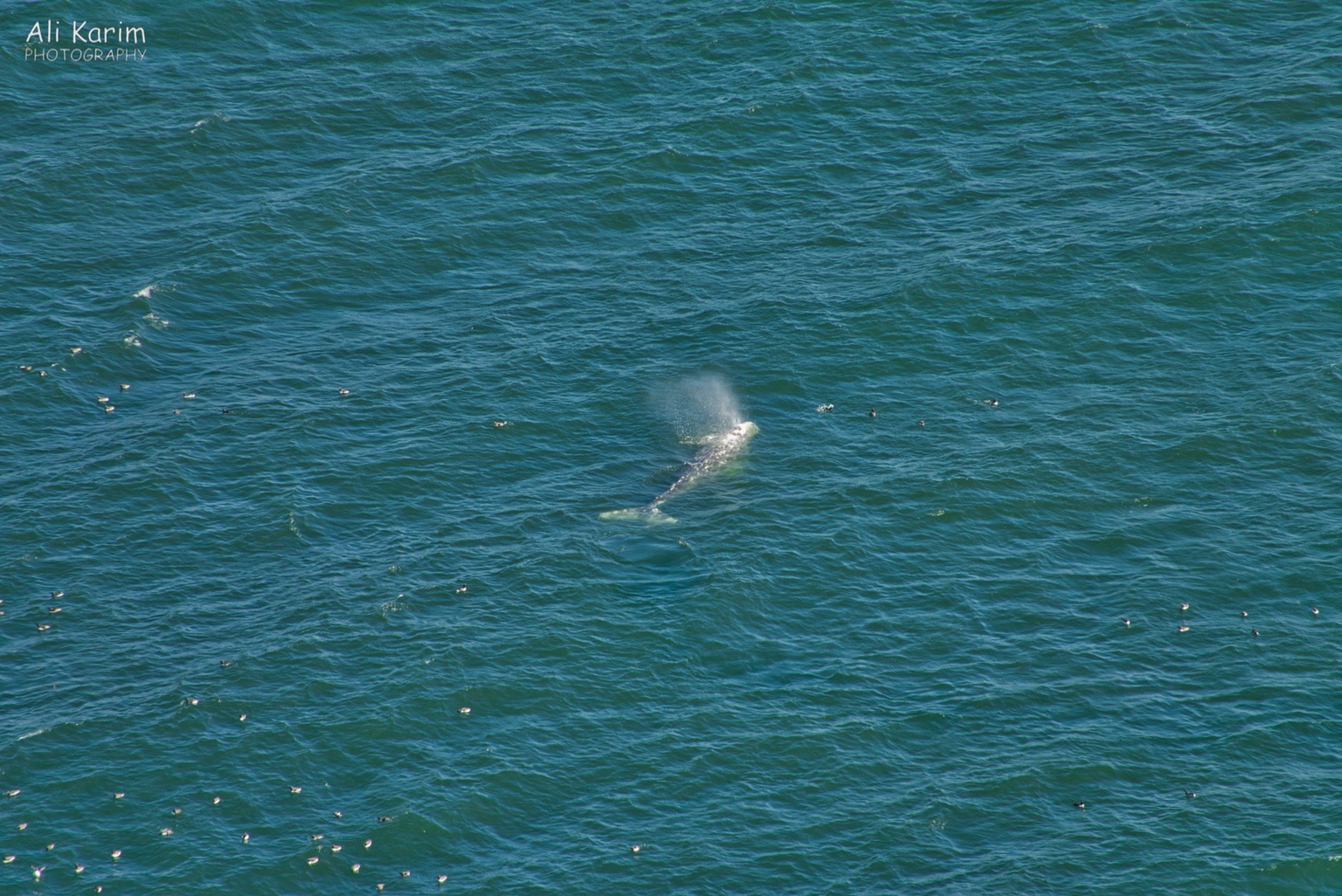 Whale Oregon Coast Hwy 101 Whale