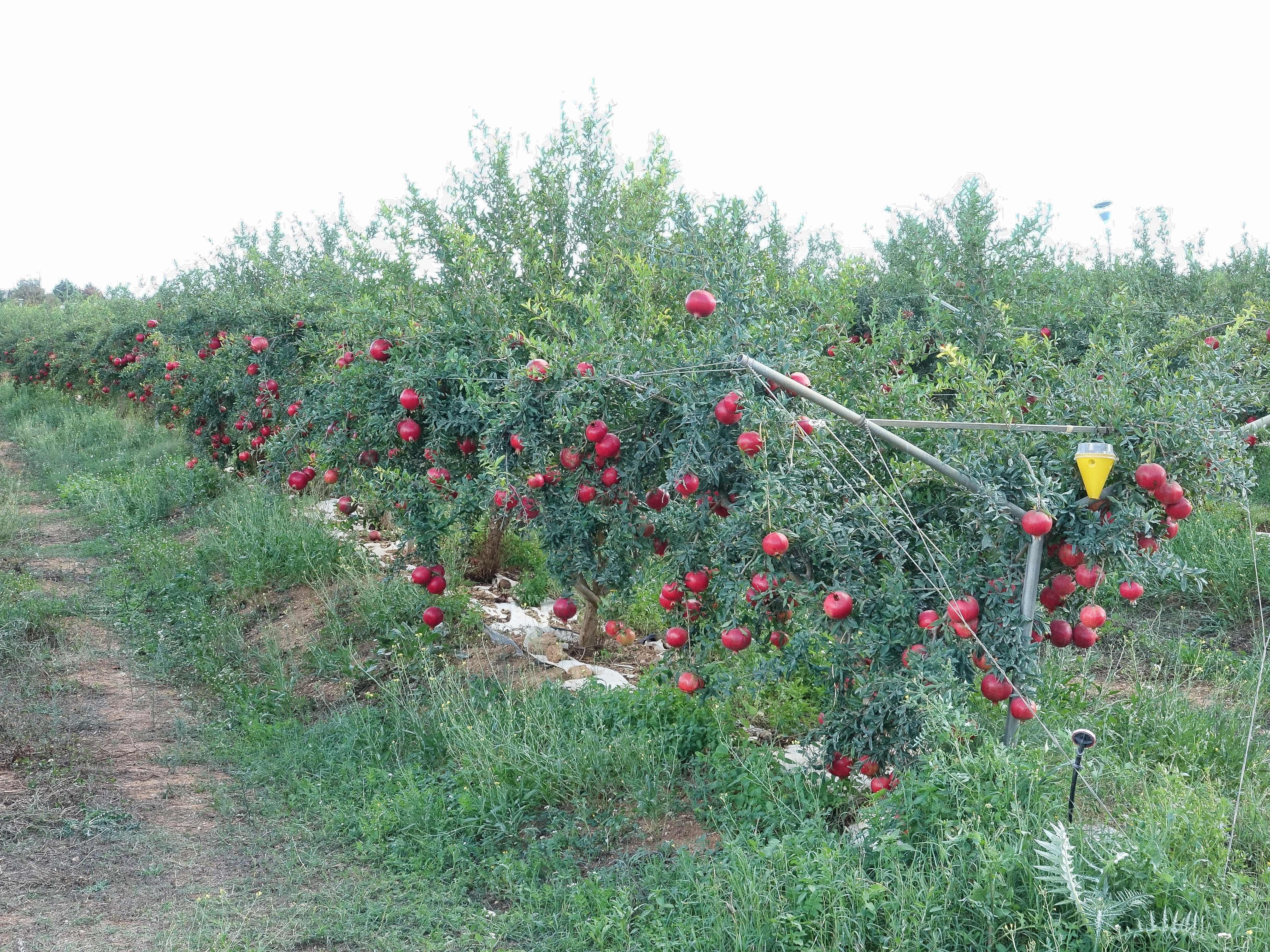 Pomegranate orchard Pomegranate orchard