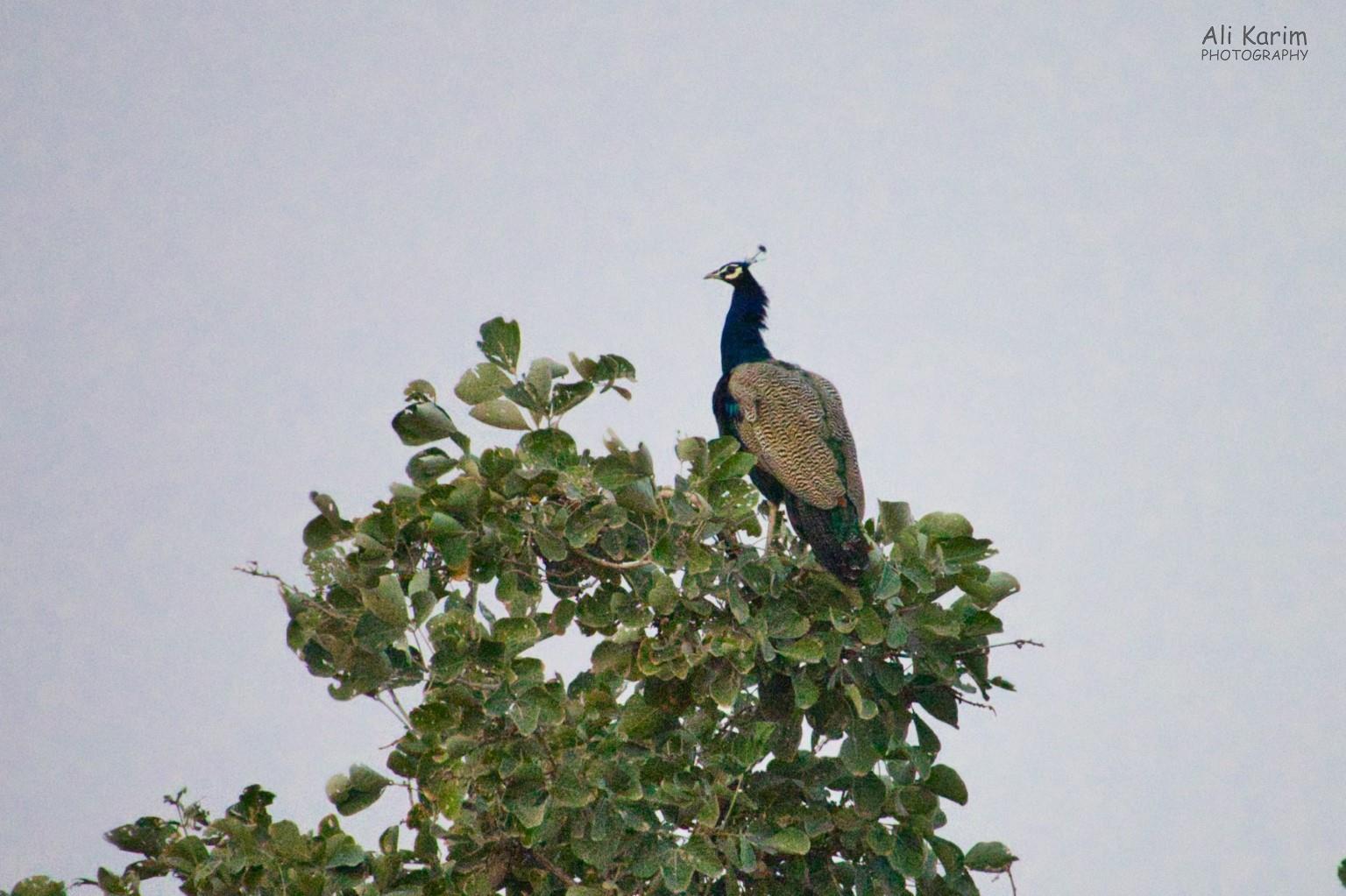 Wild Peacocks were always close by Leopards, Bera, Rajasthan Wild Peacocks were always close by