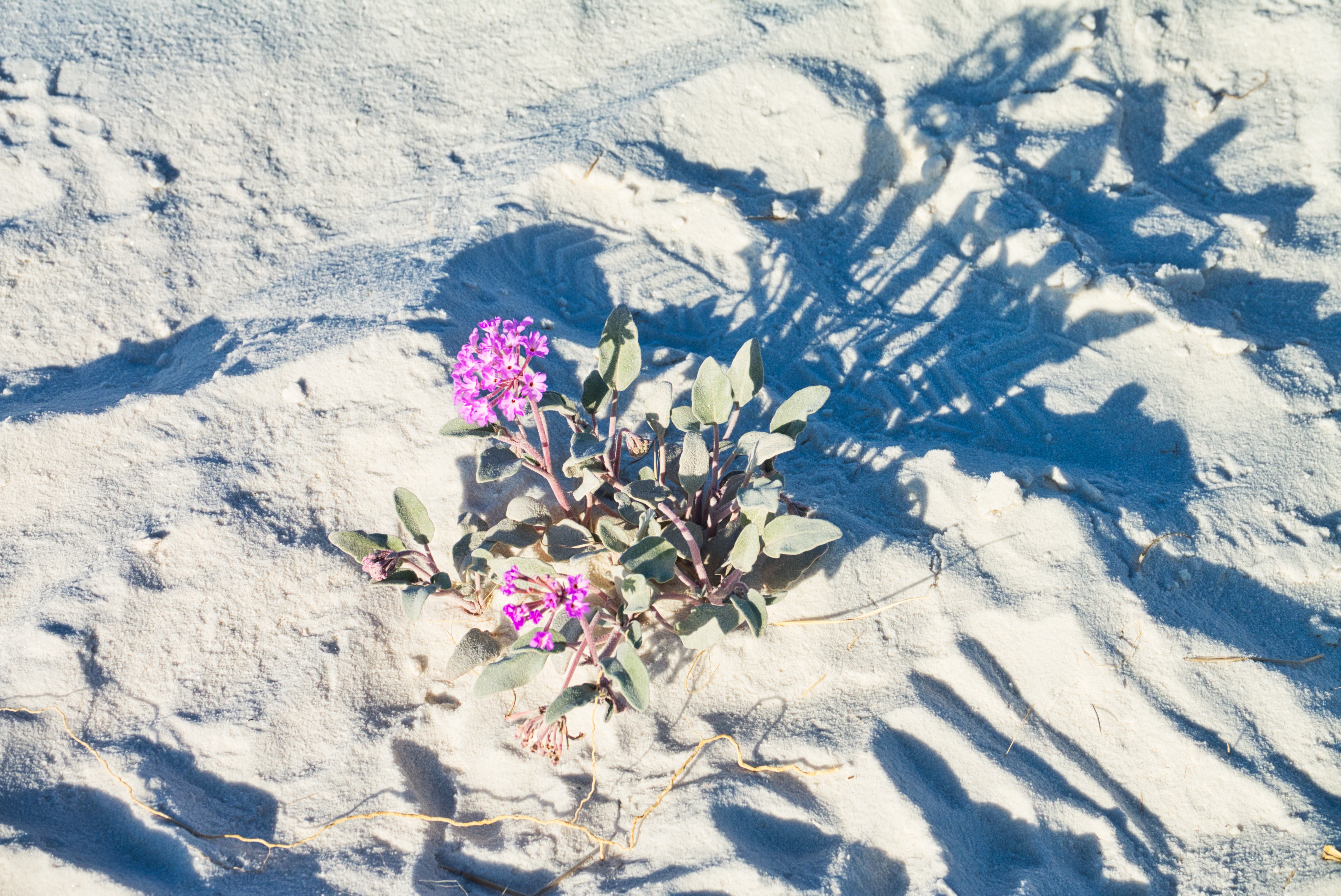 Flowers in the desert? Flowers in the desert?
