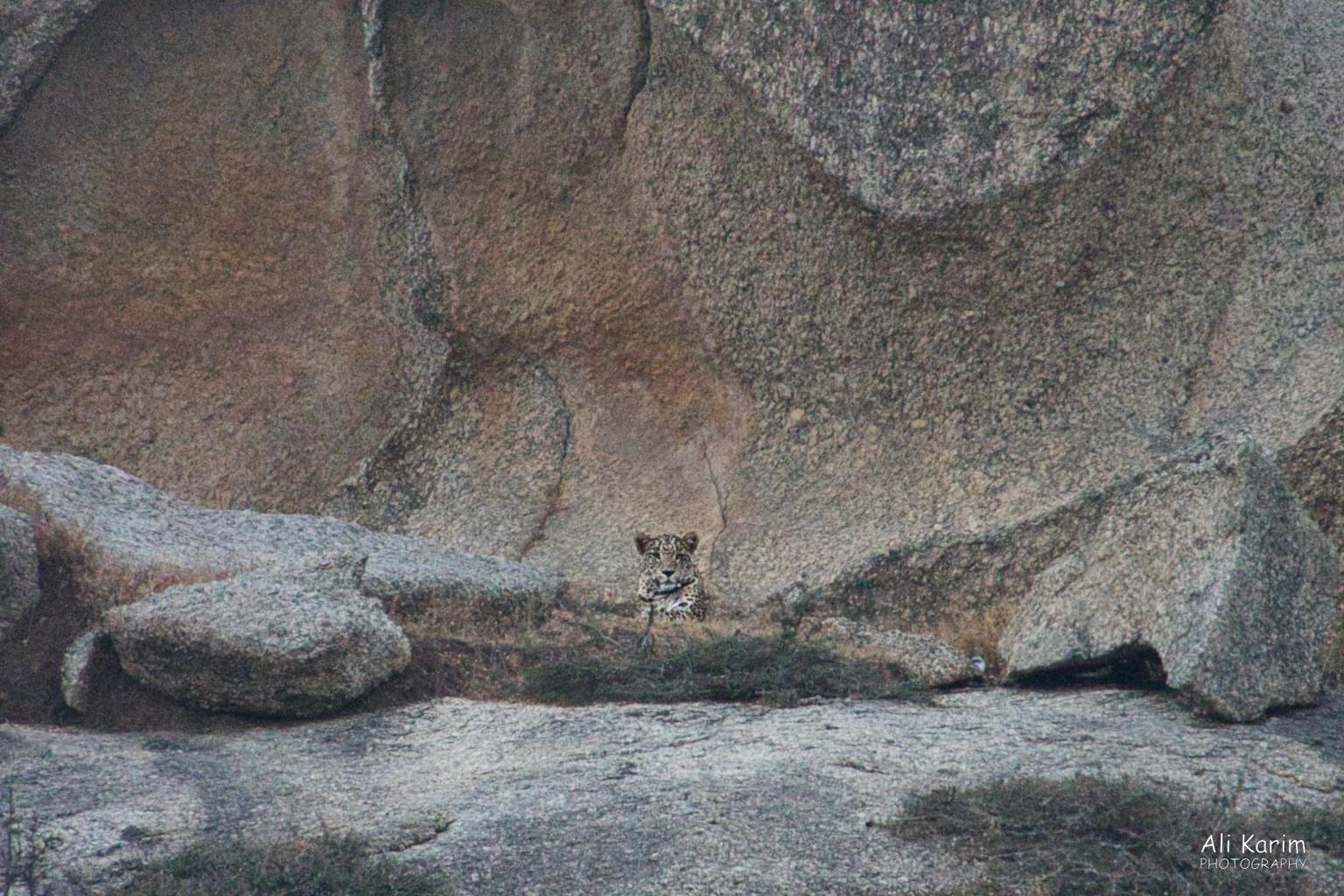 Leopards, Bera, Rajasthan Ever watchful, well camouflaged