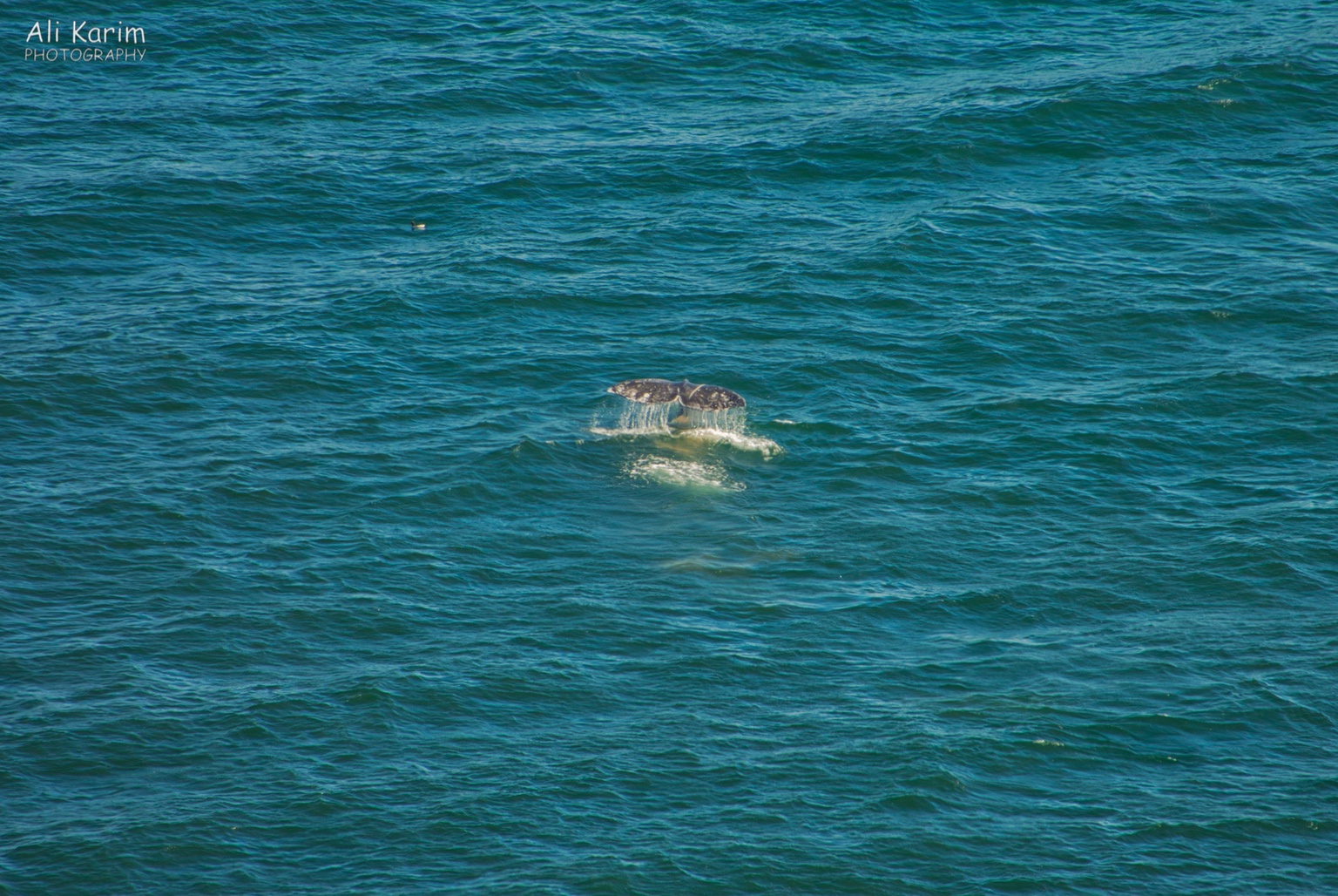 Whale Whale