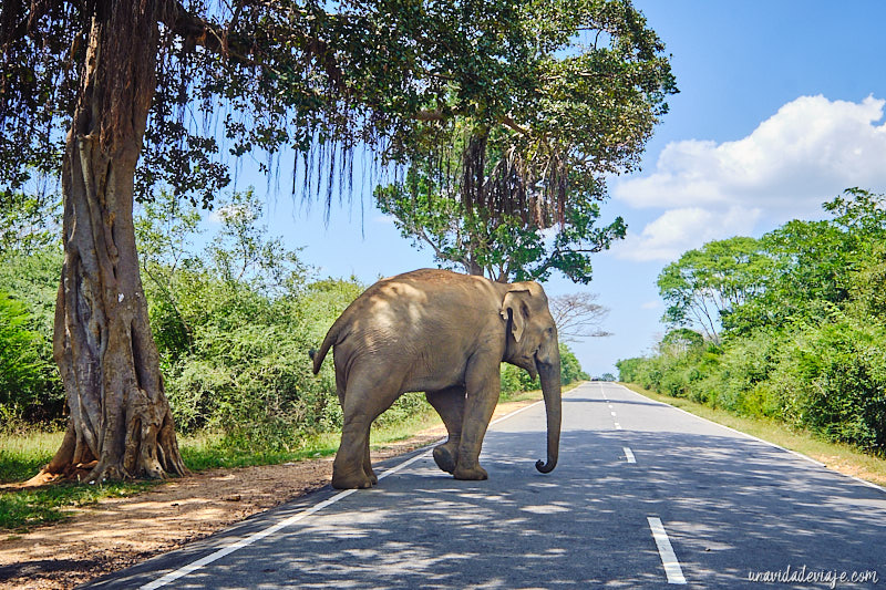 safari sri lanka