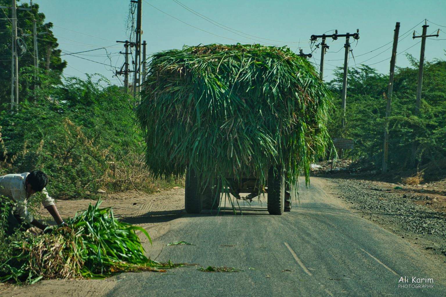 Busy agriculture Bhuj, Kutch, Gujarat Busy agriculture