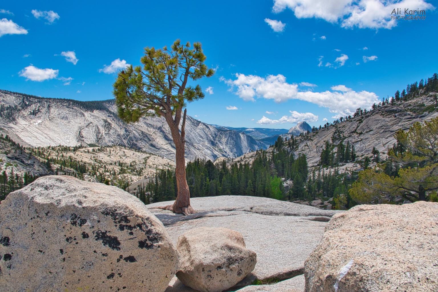 Trees growing out of the rock crevices Yosemite to Death Valley, June 2020, Trees growing out of the rock crevices