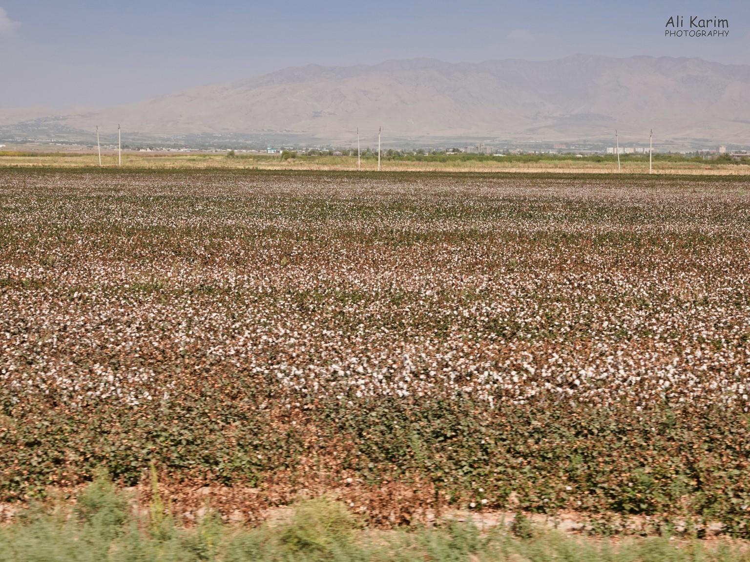 Lots of cotton farming; a leftover from the Soviet days Dushanbe, Tajikistan Lots of cotton farming; a leftover from the Soviet days