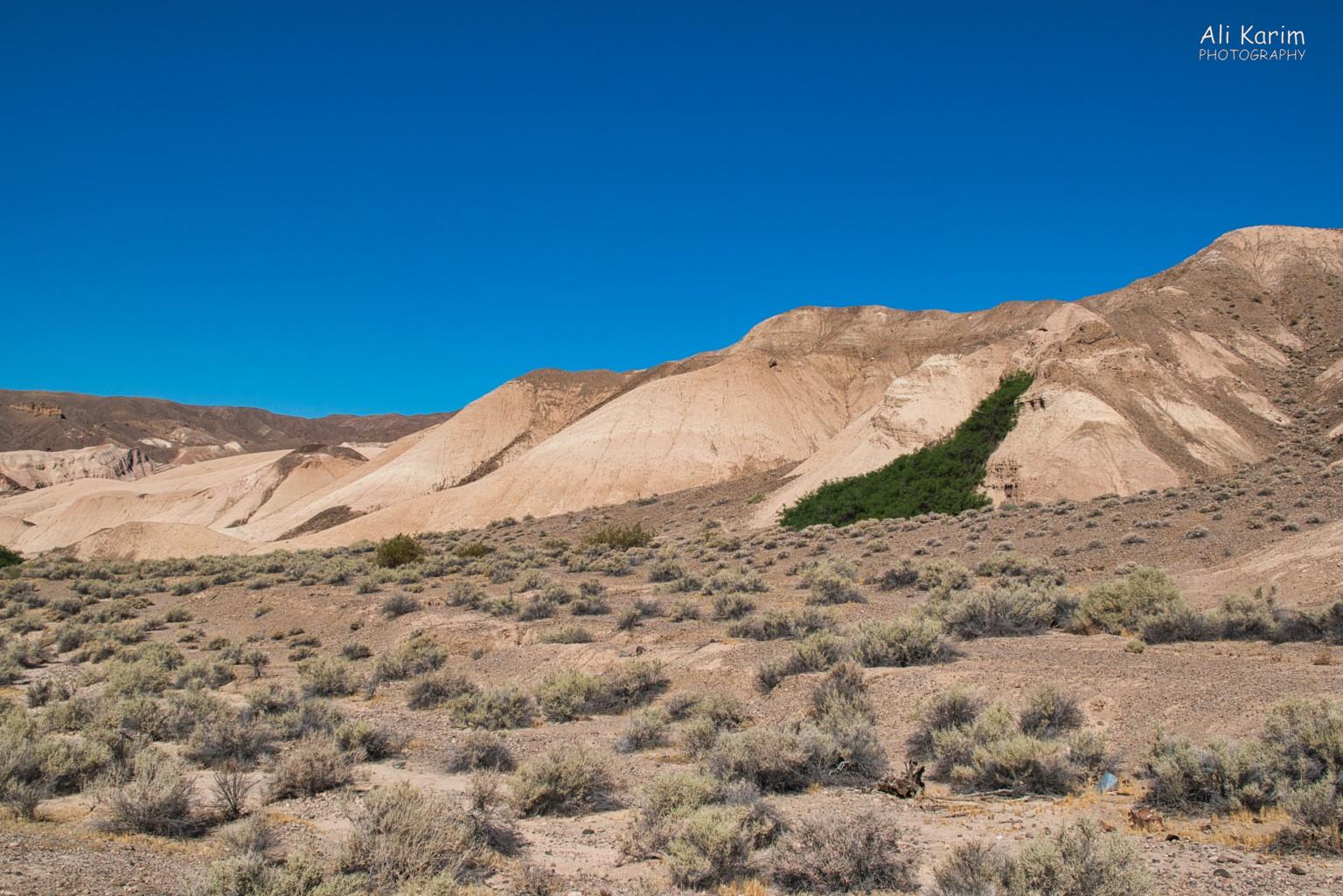 Interesting desert landscape during our hike; thanks to natural springs Death Valley National Park, June 2020, Interesting desert landscape during our hike; thanks to natural springs