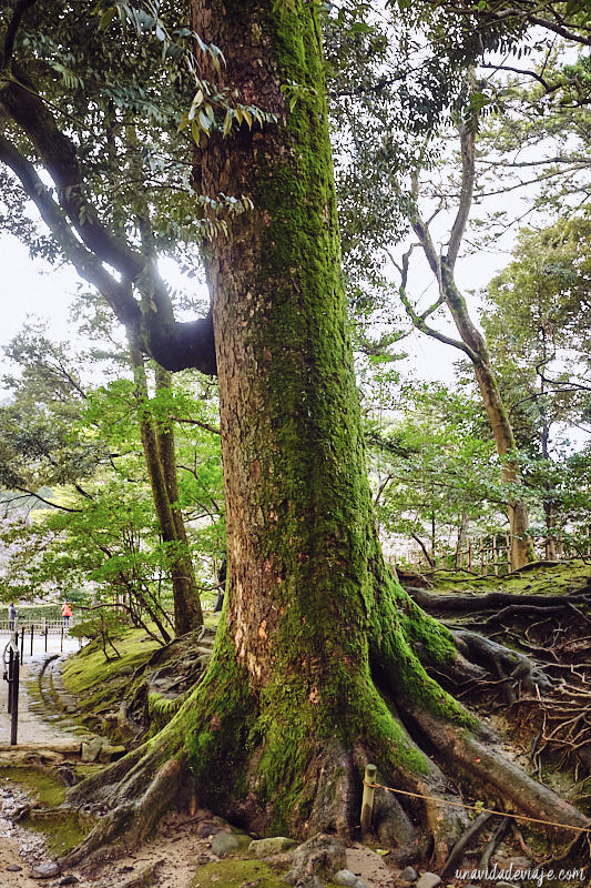 que ver en kanazawa