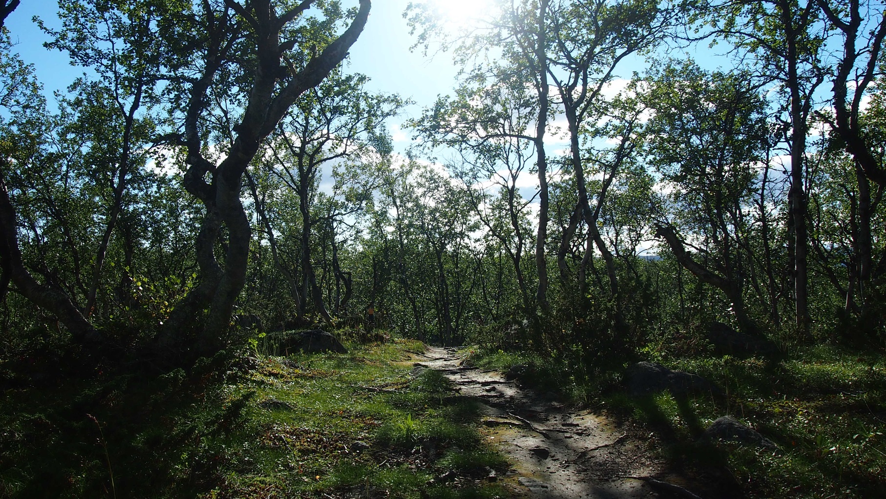 Tuttu tunturikoivikko