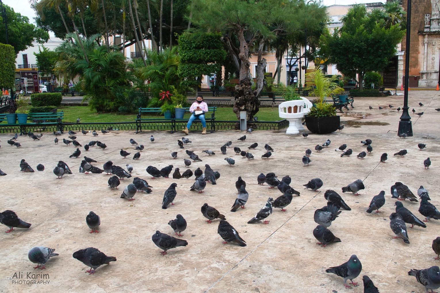 Mérida  & Campeche, Yucatan Peninsula, Mexico, Feb 2021, Peaceful public squares everywhere