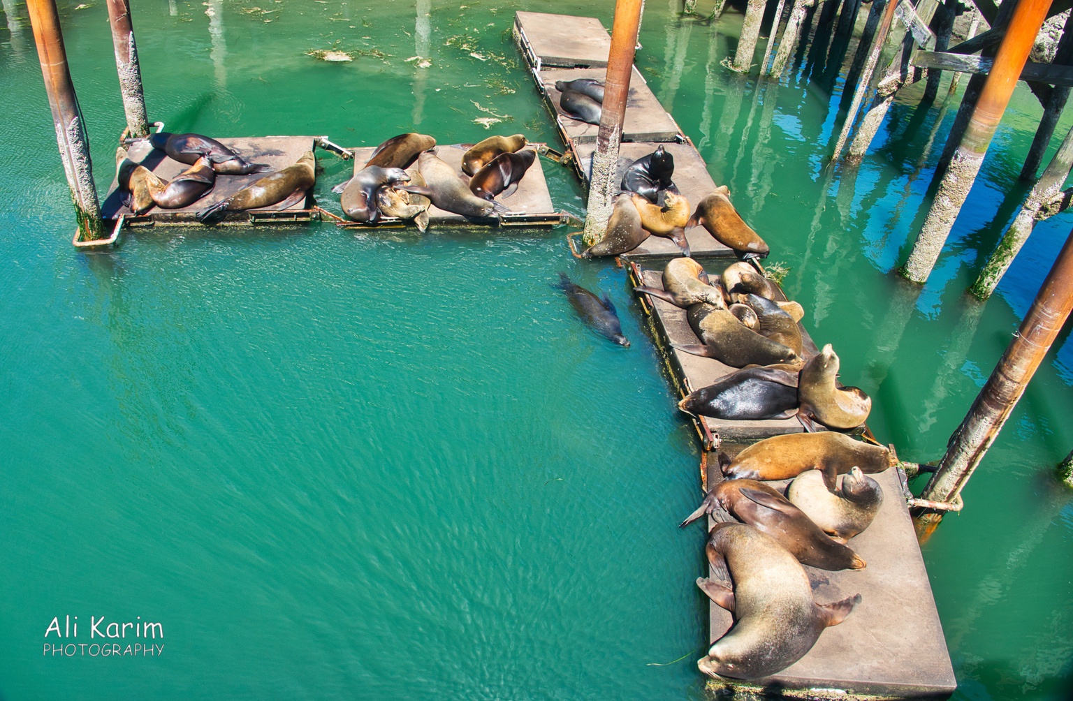 Colony of Sea Lions outside the restaurant patio Oregon Coast Hwy 101 Colony of Sea Lions outside the restaurant patio