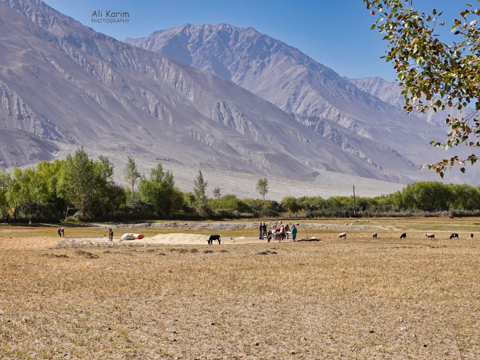 Harvest time, with majestic mountains in the back Langar, Bulunkul Tajikistan, Harvest time, with majestic mountains in the back