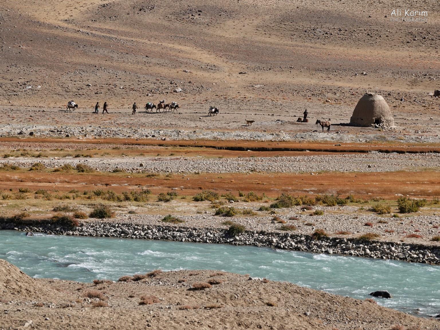 Caravan of traders arriving at the Caravanserai Langar, Tajikistan, Caravan of traders arriving at the Caravanserai