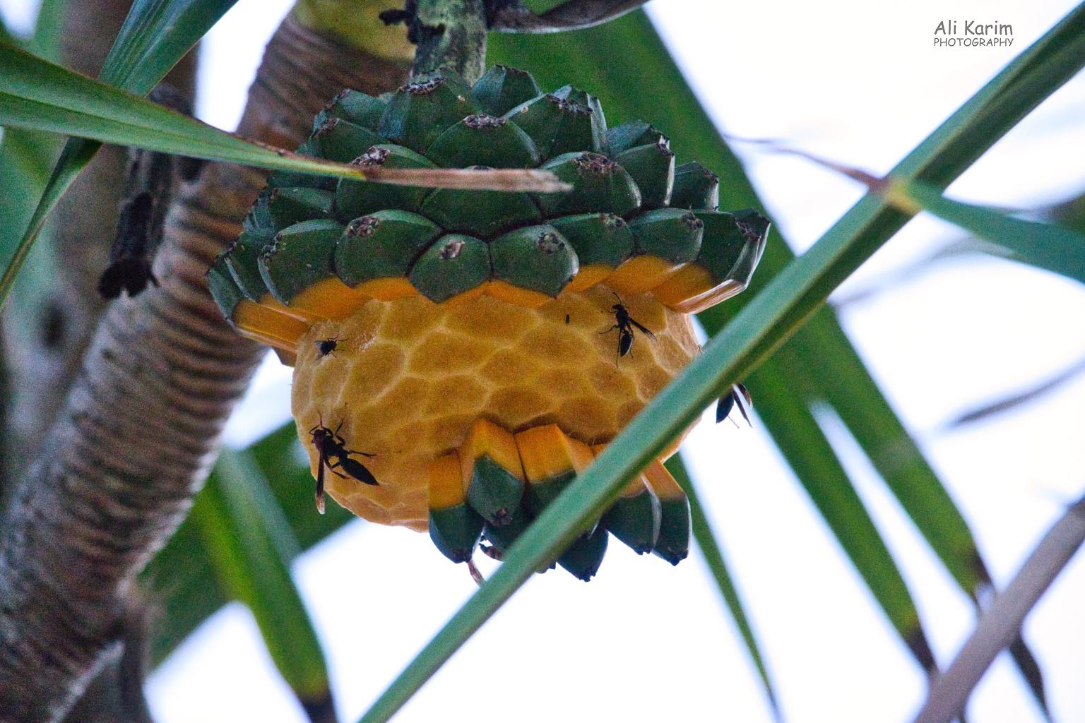 Anyone know what this fruit is? Florianópolis, Brazil Anyone know what this fruit is?