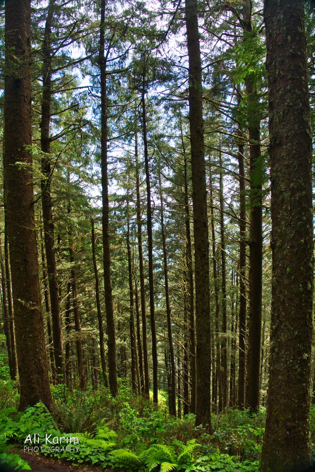 Beautiful forests with re-grown confer trees Oregon Coast Hwy 101 Beautiful forests with re-grown confer trees