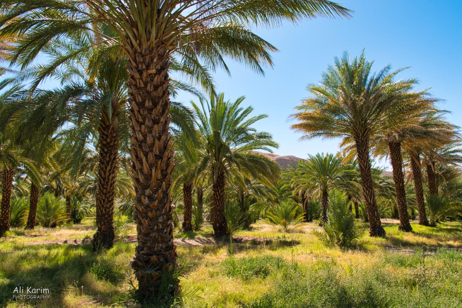 Date Palms growing in the middle of a desert Death Valley National Park, June 2020, Date Palms growing in the middle of a desert