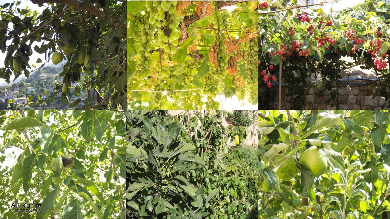 Fruits Galore Bekaa Valley Winery, Chouf Mountains & the Druze Fruits Galore