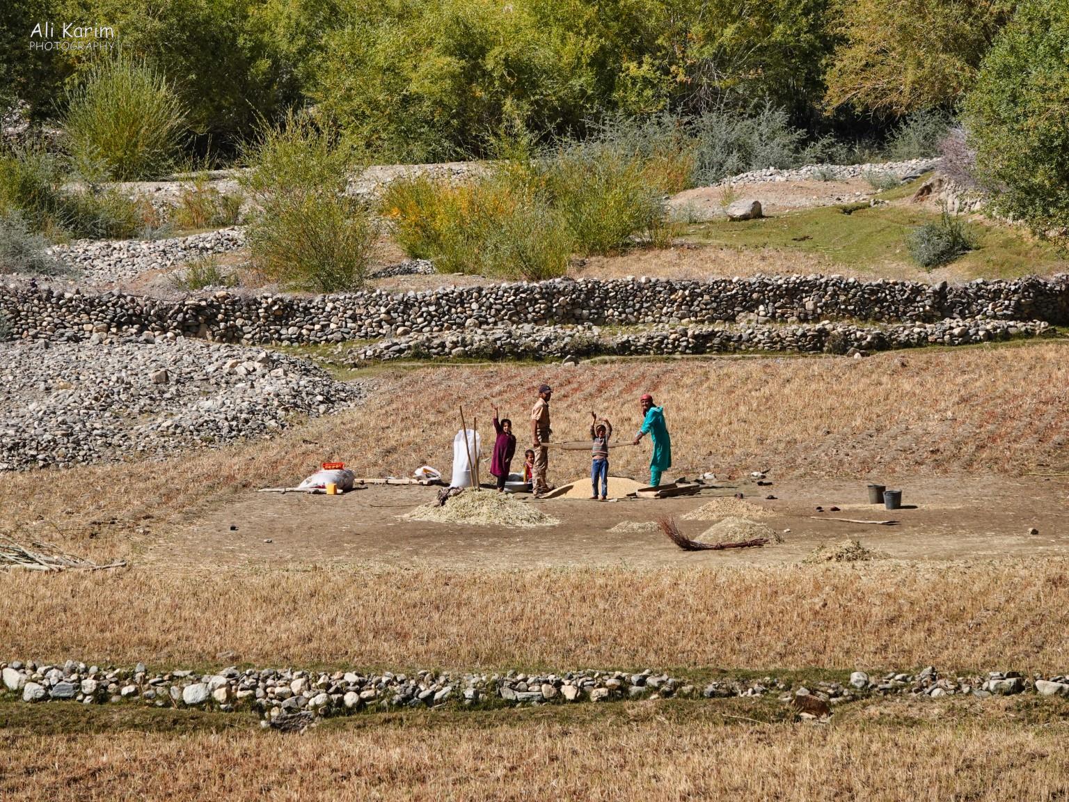 Family hard at work separating grains from the husks the old fashioned way, by tossing the mix in the air and using the wind to blow away the lighter husks Langar, Bulunkul Tajikistan, Family hard at work separating grains from the husks the old fashioned way, by tossing the mix in the air and using the wind to blow away the lighter husks