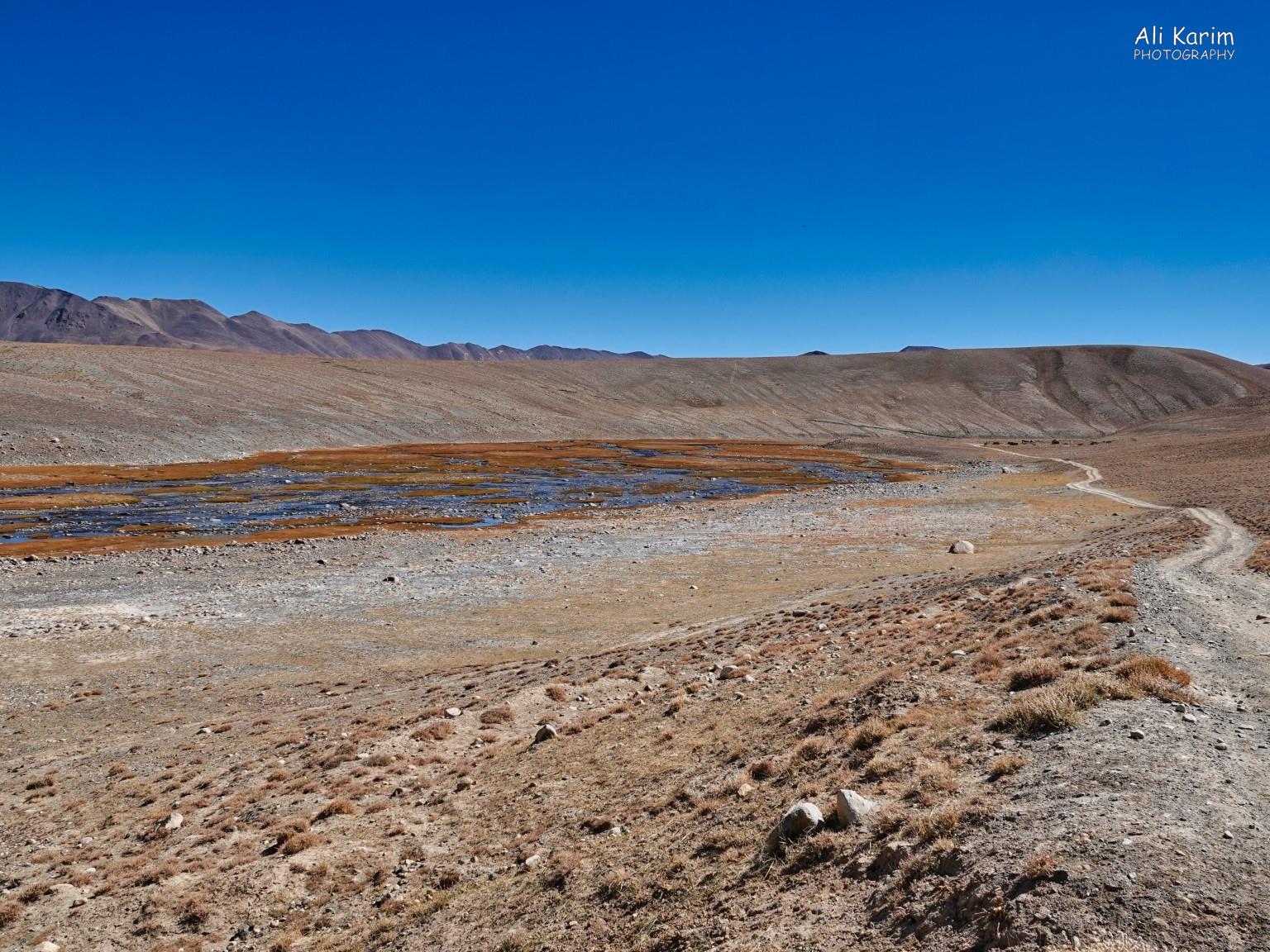 Infrequent sightings of water in a basin More Murghab & Alichur, Tajikistan, Infrequent sightings of water in a basin