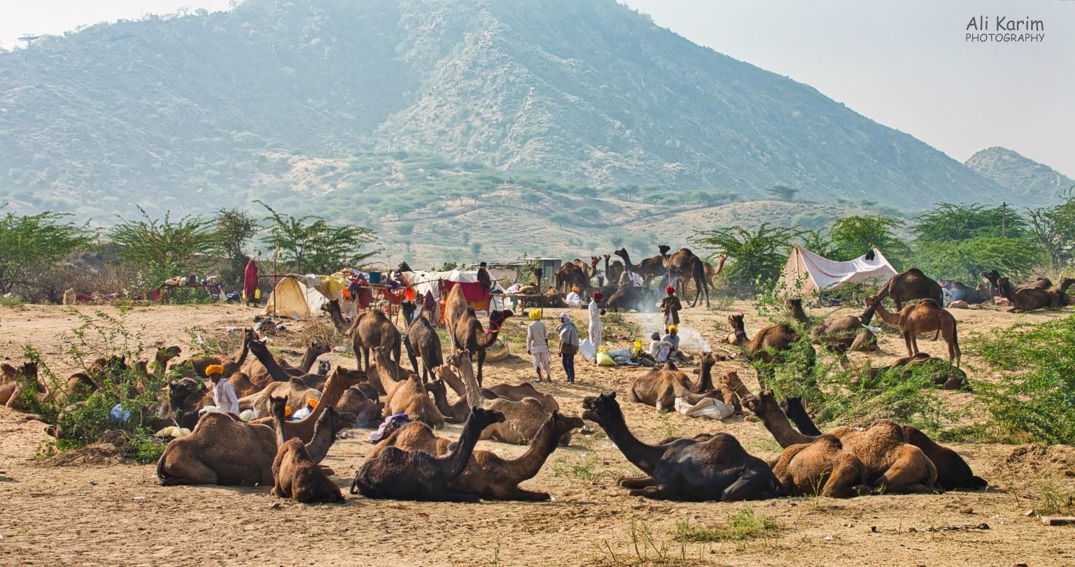 A typical village camp with the families in makeshift tents, and their camels for sale around them Pushkar, Rajasthan A typical village camp with the families in makeshift tents, and their camels for sale around them