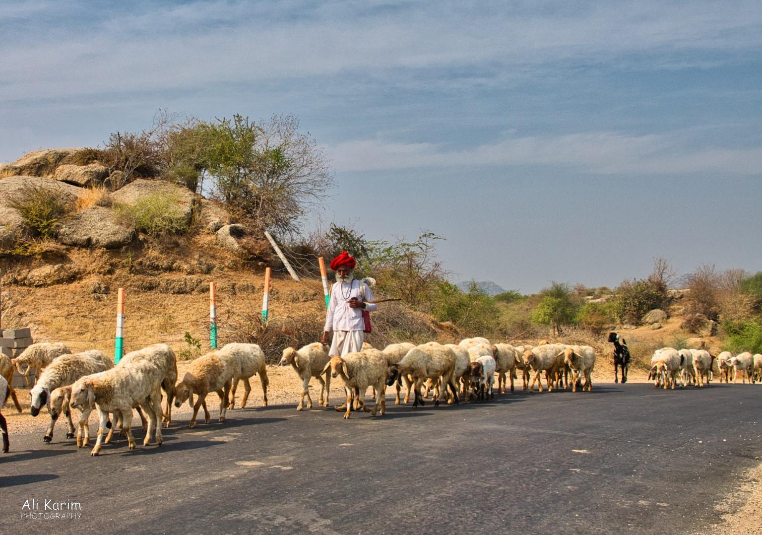 Rabari shepherd and his sheep Leopards, Bera, Rajasthan Rabari shepherd and his sheep