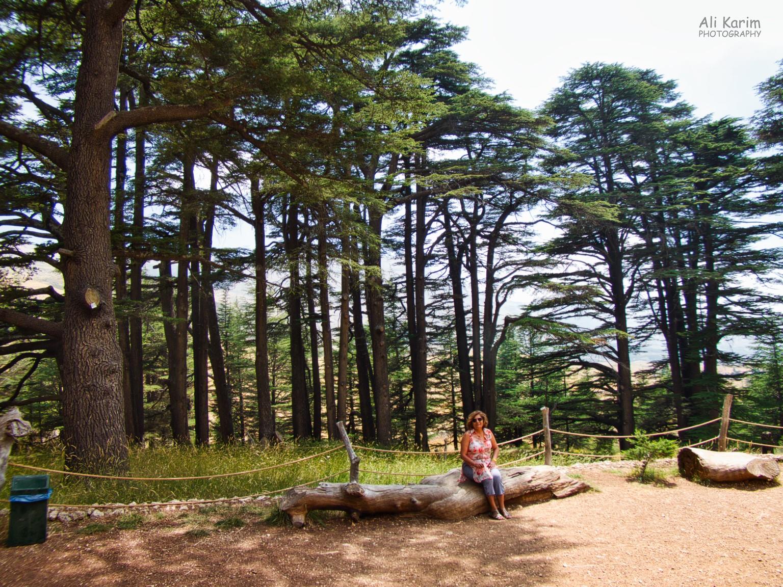 Cedars of God Bsharri and Quadisha Valley Cedars of God