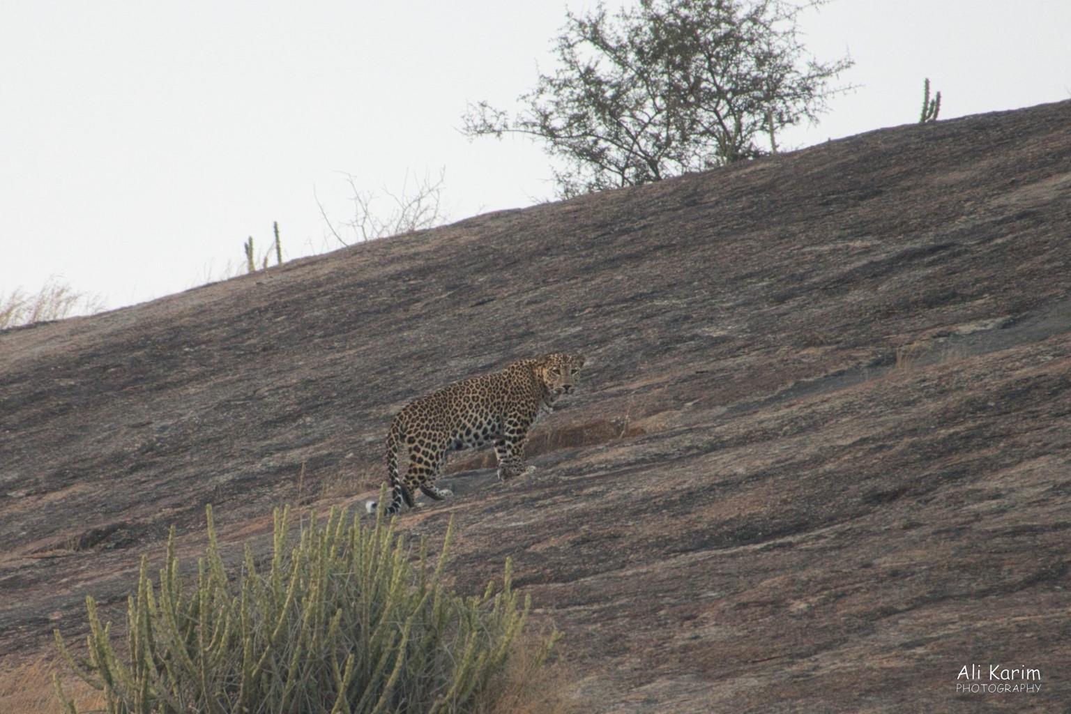 Leopard Leopards, Bera, Rajasthan Leopard