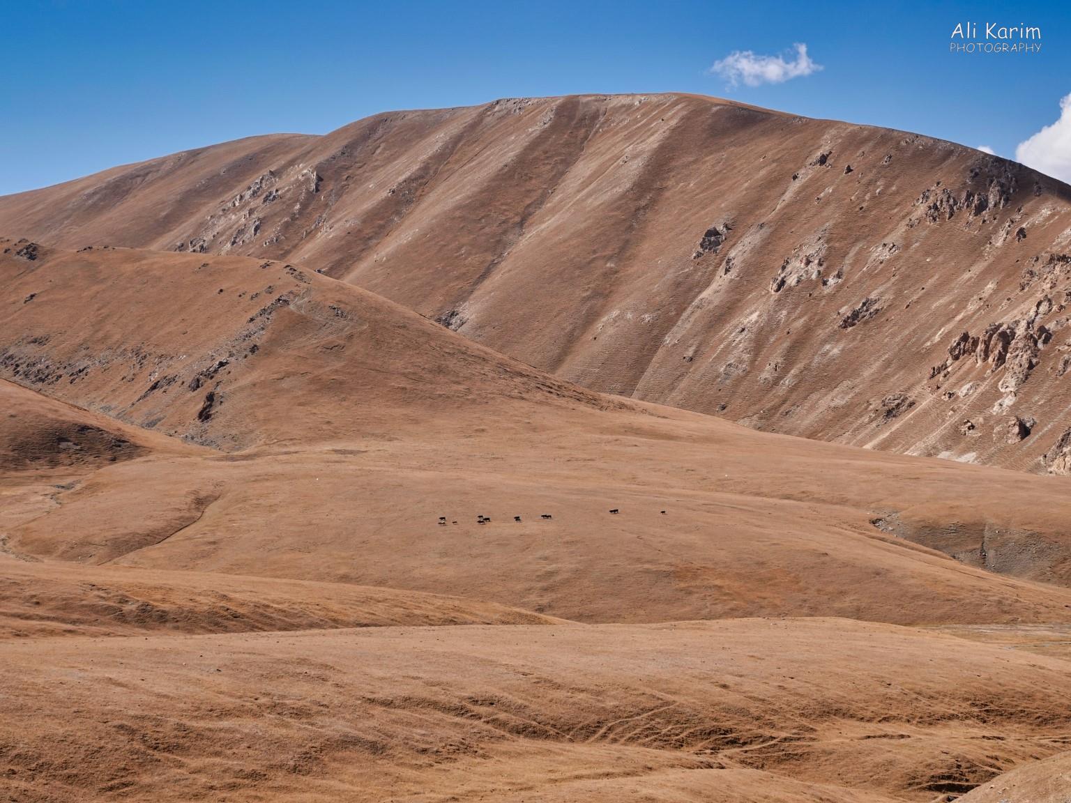 Cattle feeding on the mountainsides, I could not see much vegetation Silk Road 16: More Osh, Kyrgyzstan Cattle feeding on the mountainsides, I could not see much vegetation