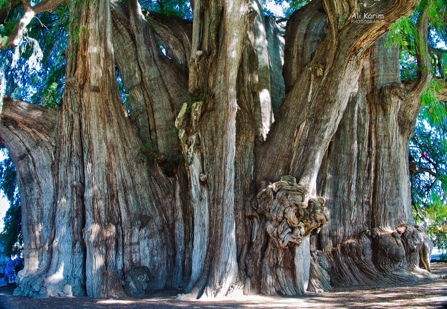 Note the people on the bottom left of the tree, to get a perspective of the size of this tree Oaxaca, Mexico Note the people on the bottom left of the tree, to get a perspective of the size of this tree