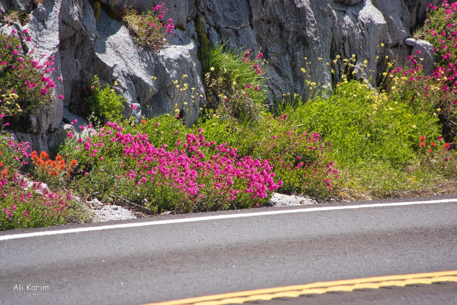 Plenty of wildflowers by the roadside Yosemite to Death Valley, June 2020, Plenty of wildflowers by the roadside