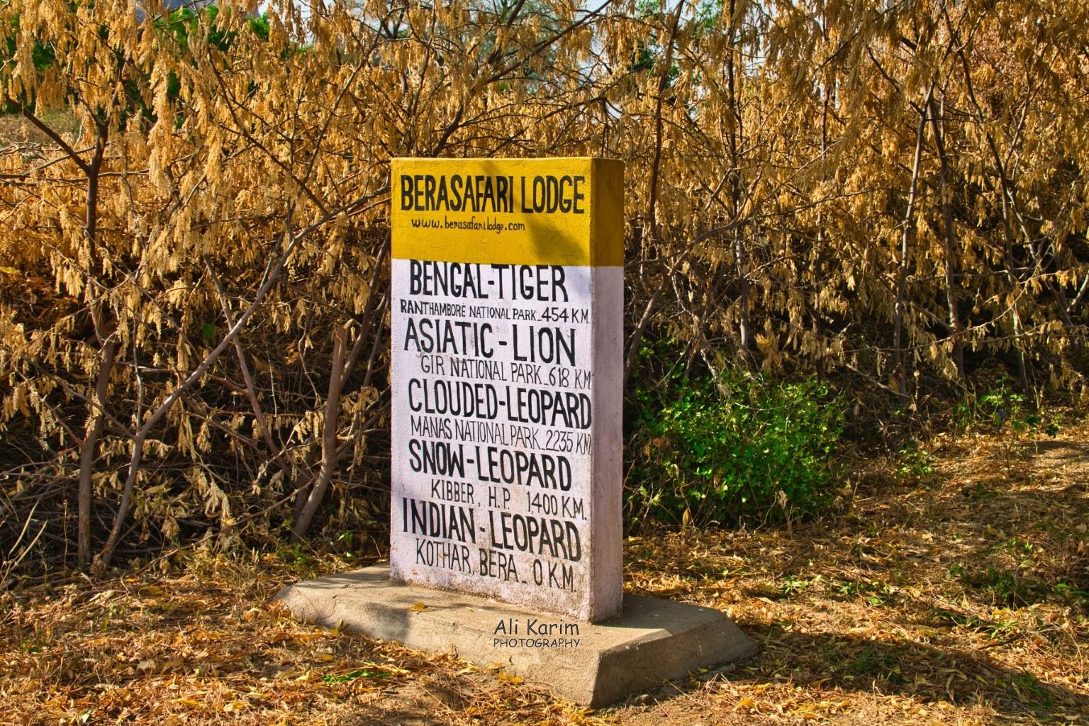 Bera Safari Lodge Leopards, Bera, Rajasthan Bera Safari Lodge