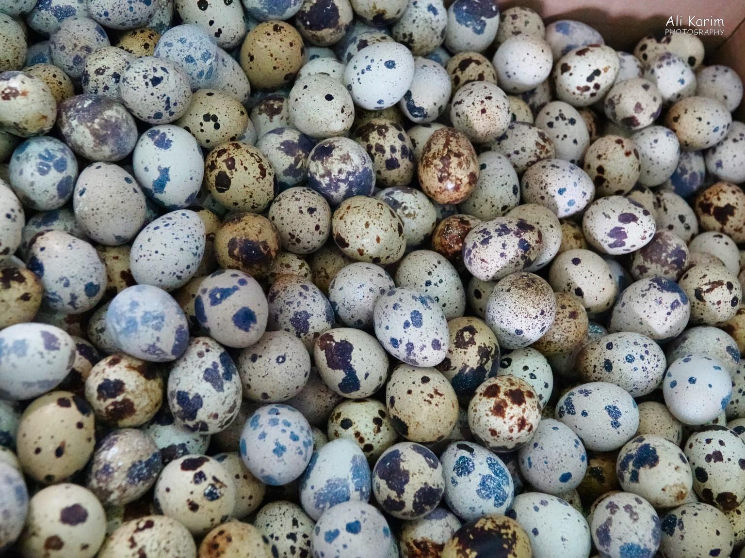 More Dushanbe, Tajikistan Quail eggs