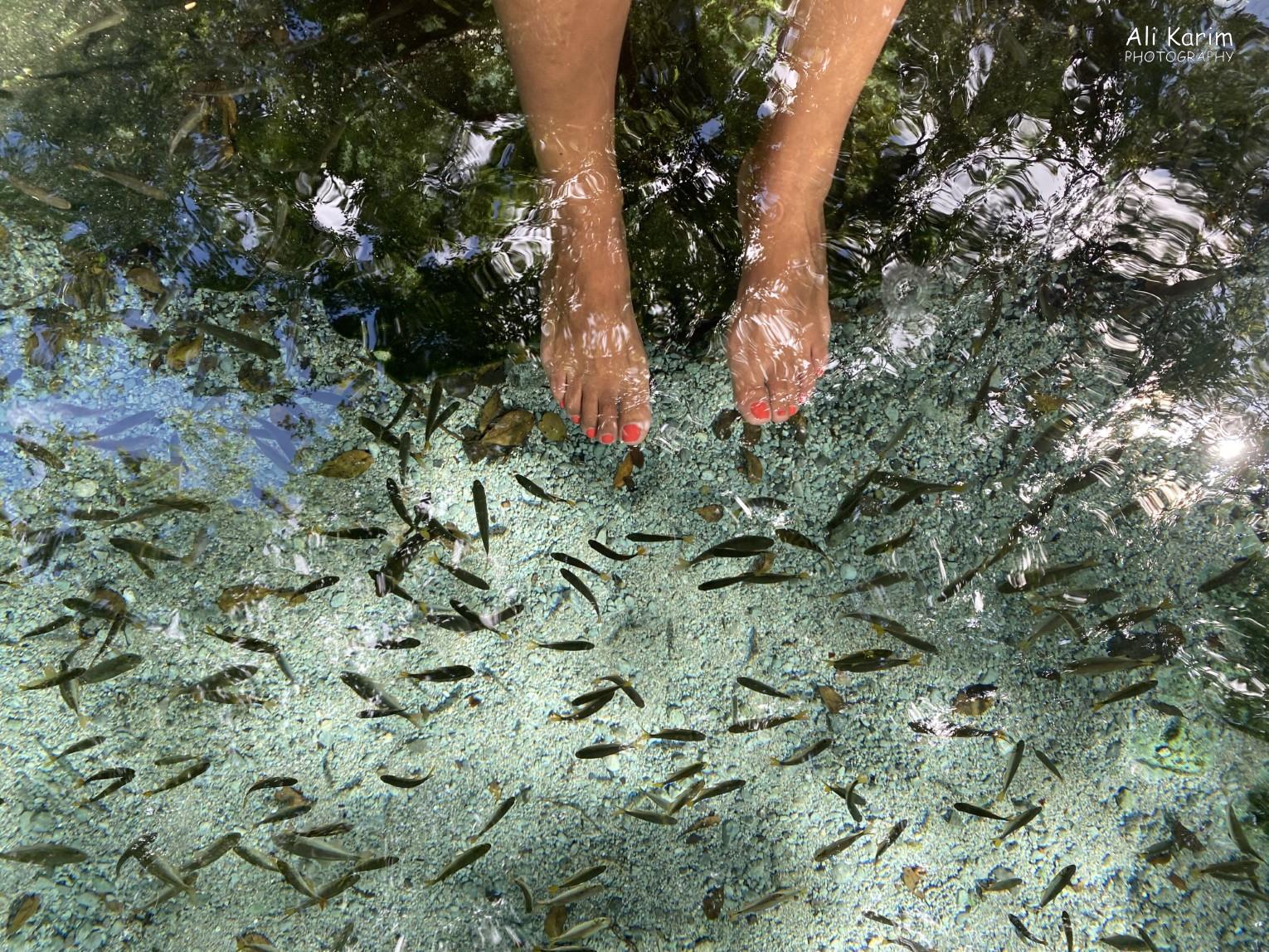 Fishes in the crystal clear waters of the cenote Mérida & Campeche, Yucatan Peninsula, Mexico, Feb 2021, Fishes in the crystal clear waters of the cenote