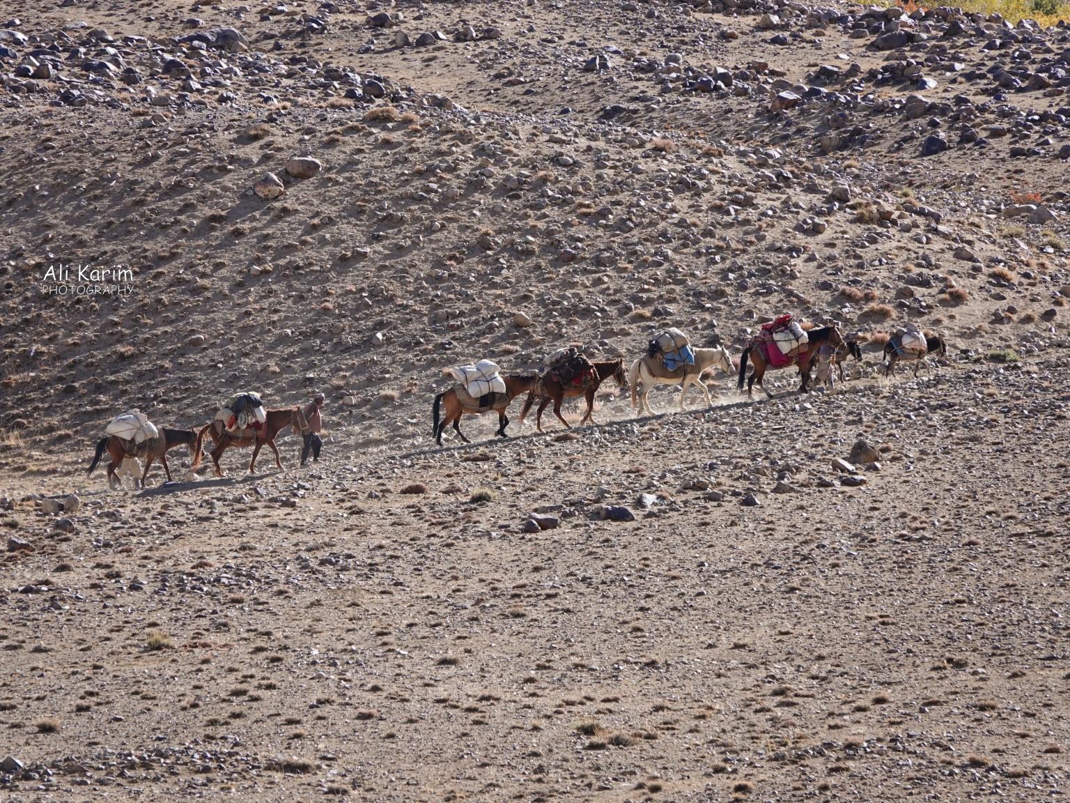 Lo and behold, we came across another caravan; this time a horse caravan on the Afghan side Langar, Tajikistan, Lo and behold, we came across another caravan; this time a horse caravan on the Afghan side