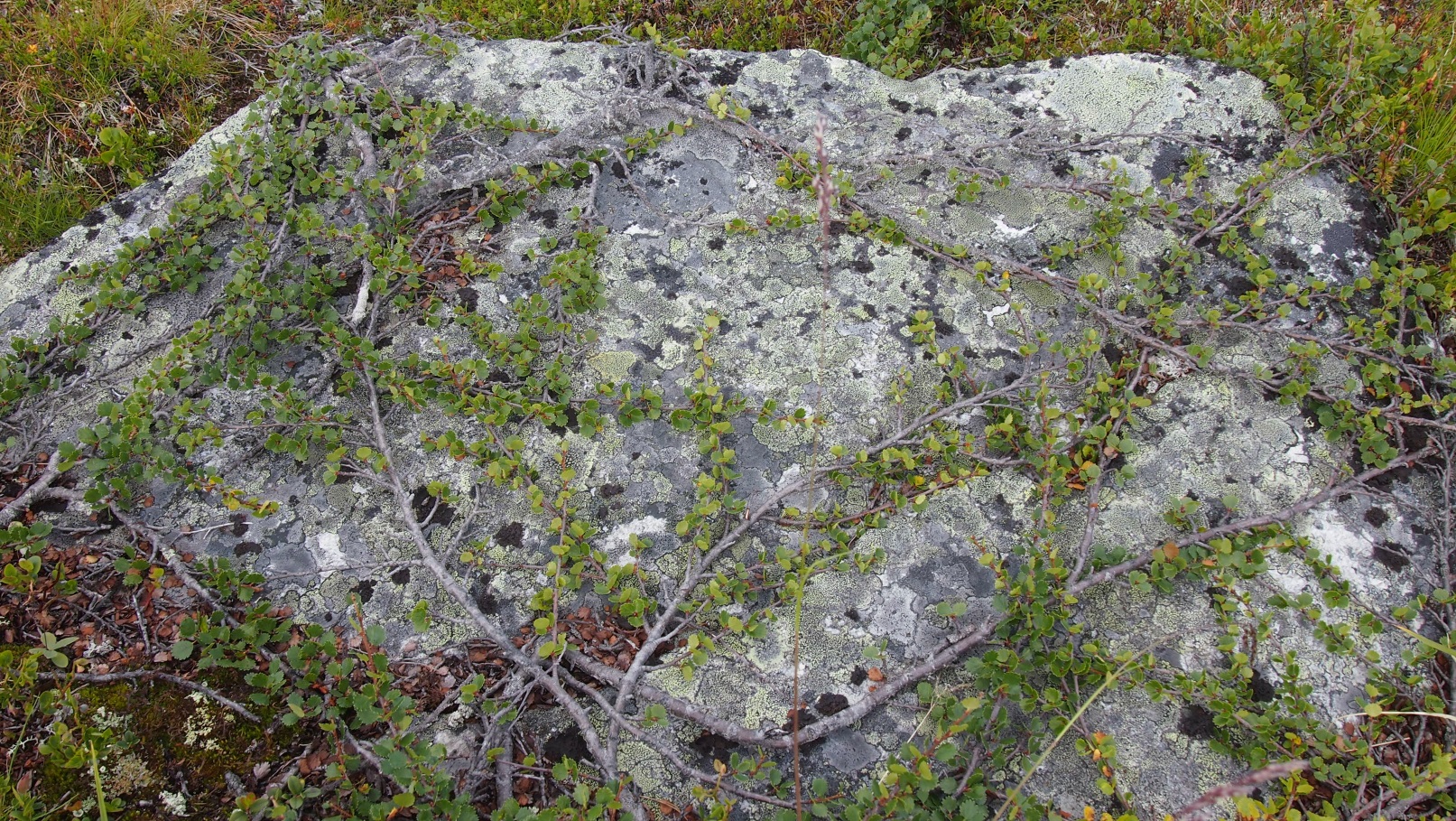 Vaivaiskoivua.