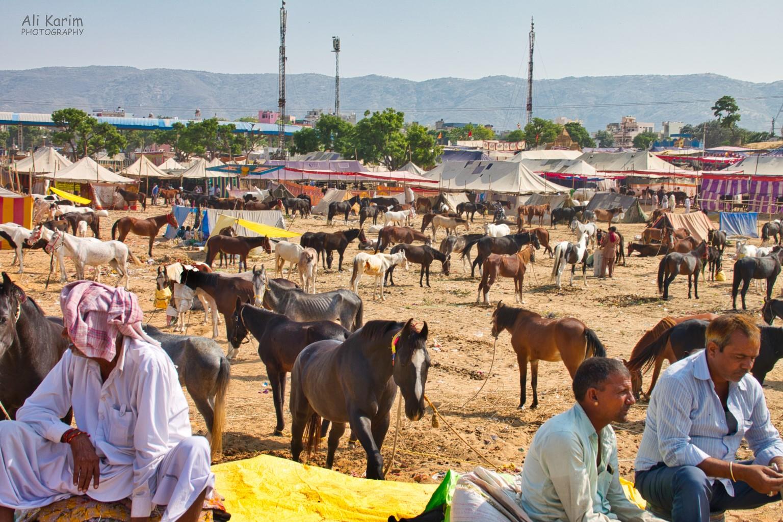 And many more horses for sale Pushkar, Rajasthan And many more horses for sale