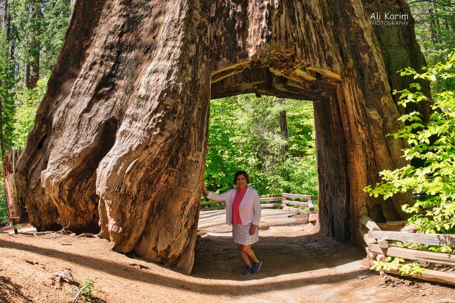 Giant trees Yosemite & Death Valley, June 2020, Giant trees