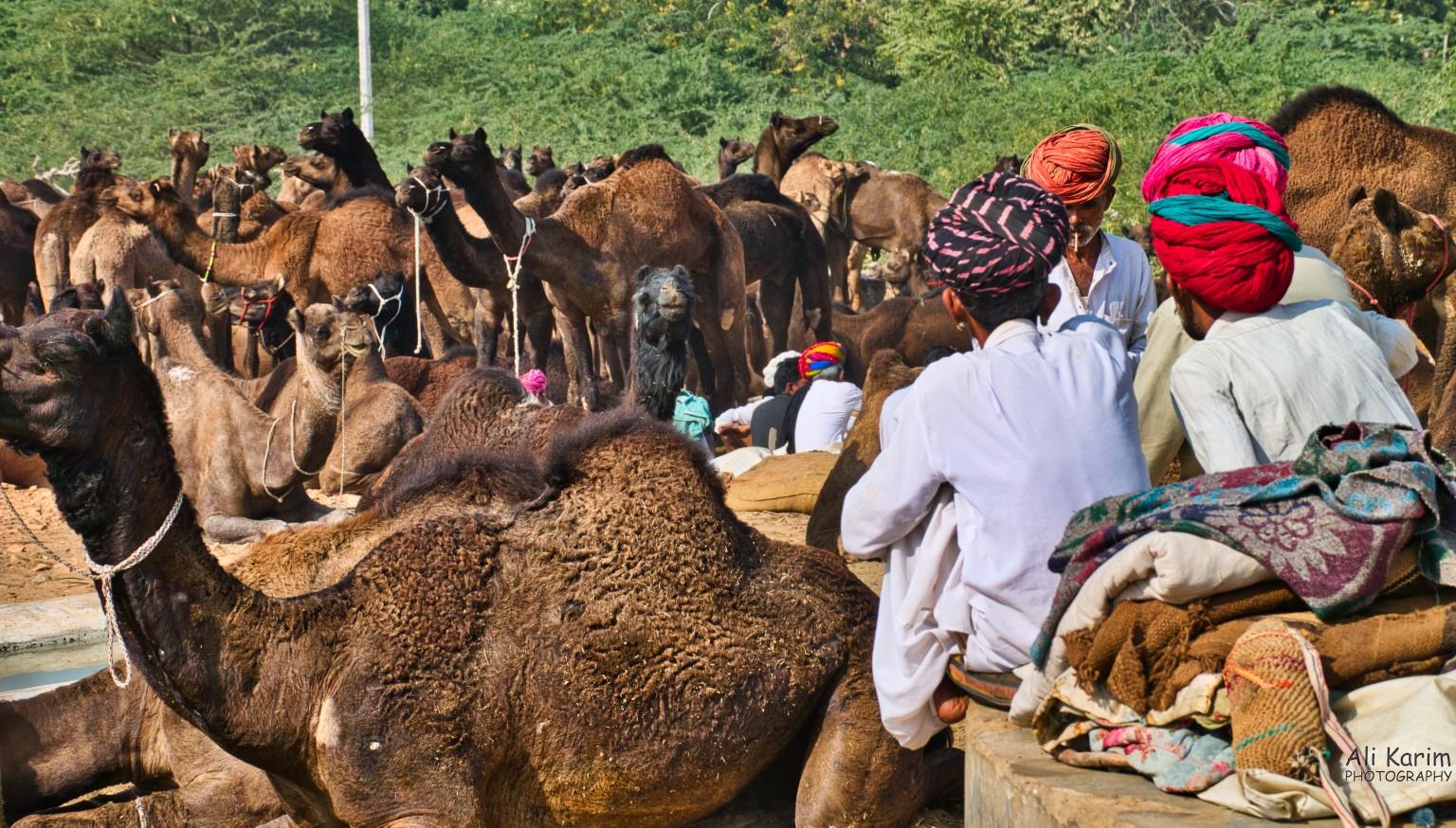 Camels and owners Pushkar, Rajasthan Camels and owners