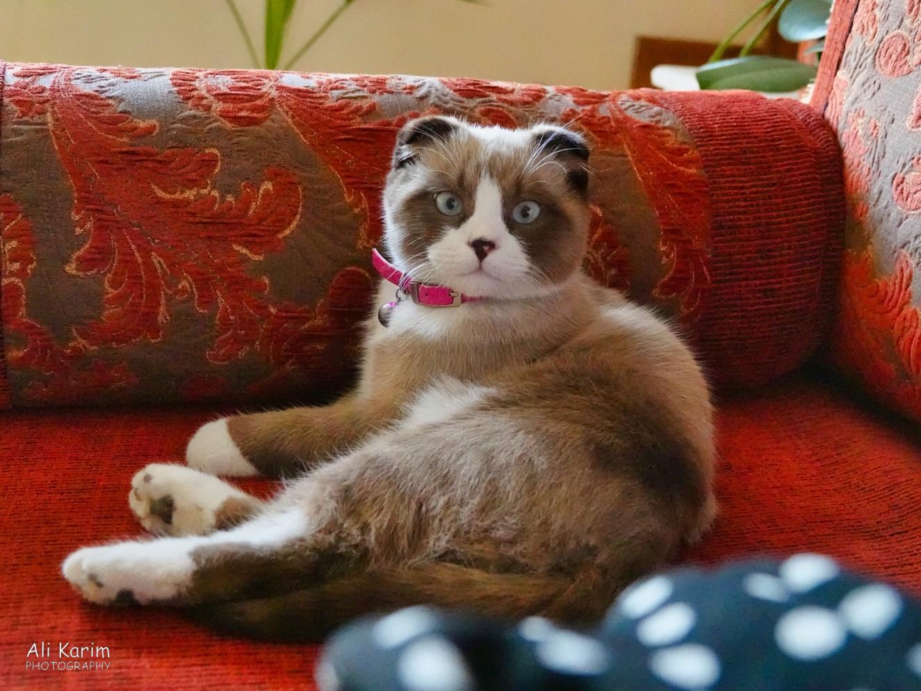 The hotel’s resident kitten was playful and energetic; but was a different family of cat to what we are familiar with; she was shorter, stouter and did not have long pointy ears. Anyone know this breed? Bukhara, Oct 2019, The hotel’s resident kitten was playful and energetic; but was a different family of cat to what we are familiar with; she was shorter, stouter and did not have long pointy ears. Anyone know this breed?