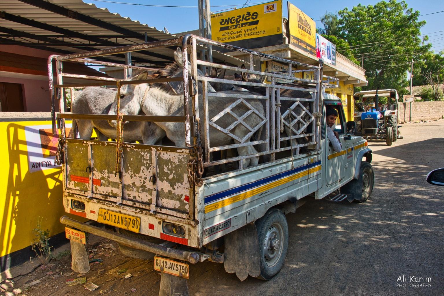 Modes of transportation; donkeys and trucks Bhuj, Kutch, Gujarat Modes of transportation; donkeys and trucks