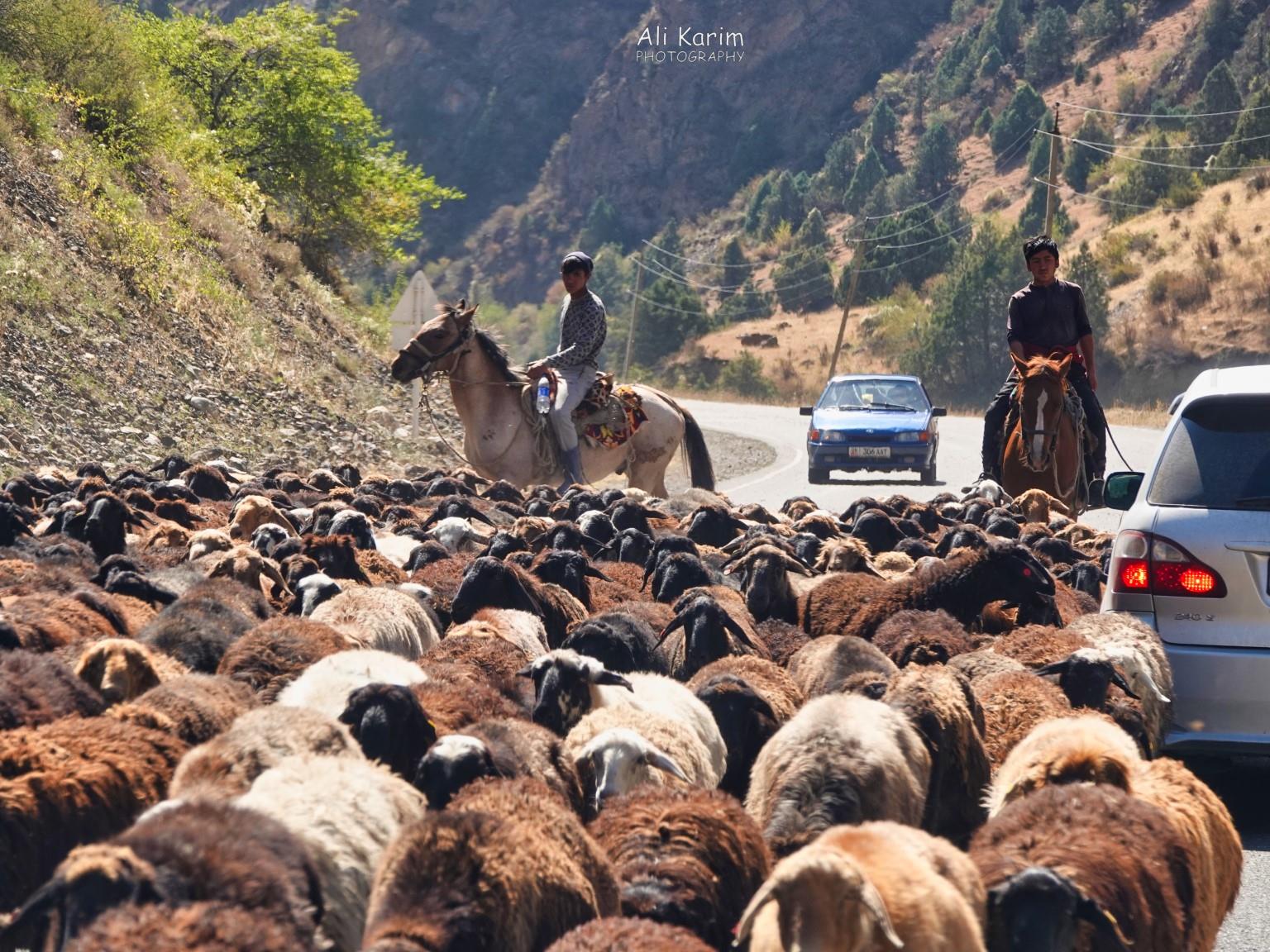 Sheep traffic jams Silk Road 16: More Osh, Kyrgyzstan Sheep traffic jams