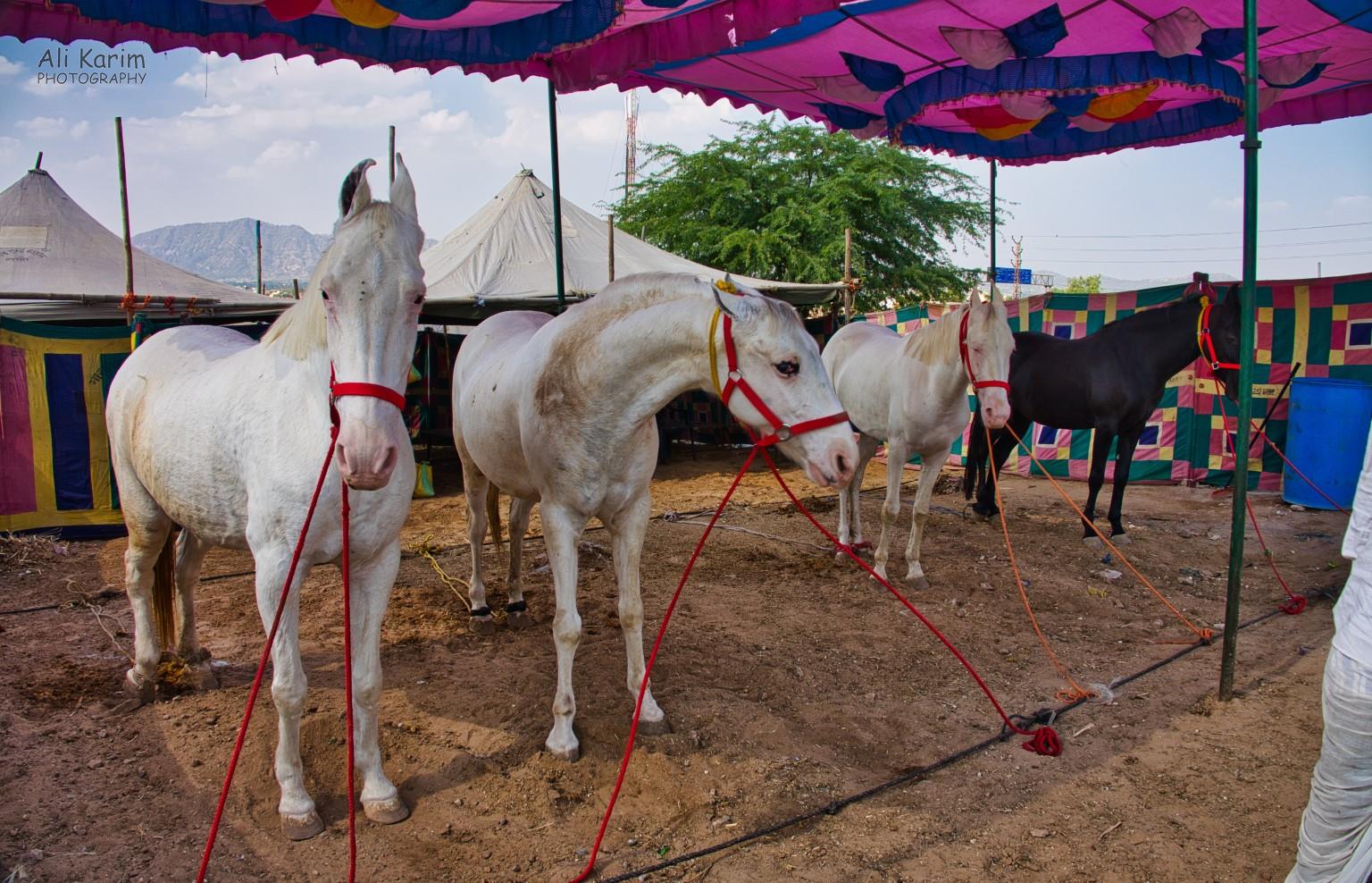 Prize horses being shown off; complete with sun protection canopy Pushkar, Rajasthan Prize horses being shown off; complete with sun protection canopy