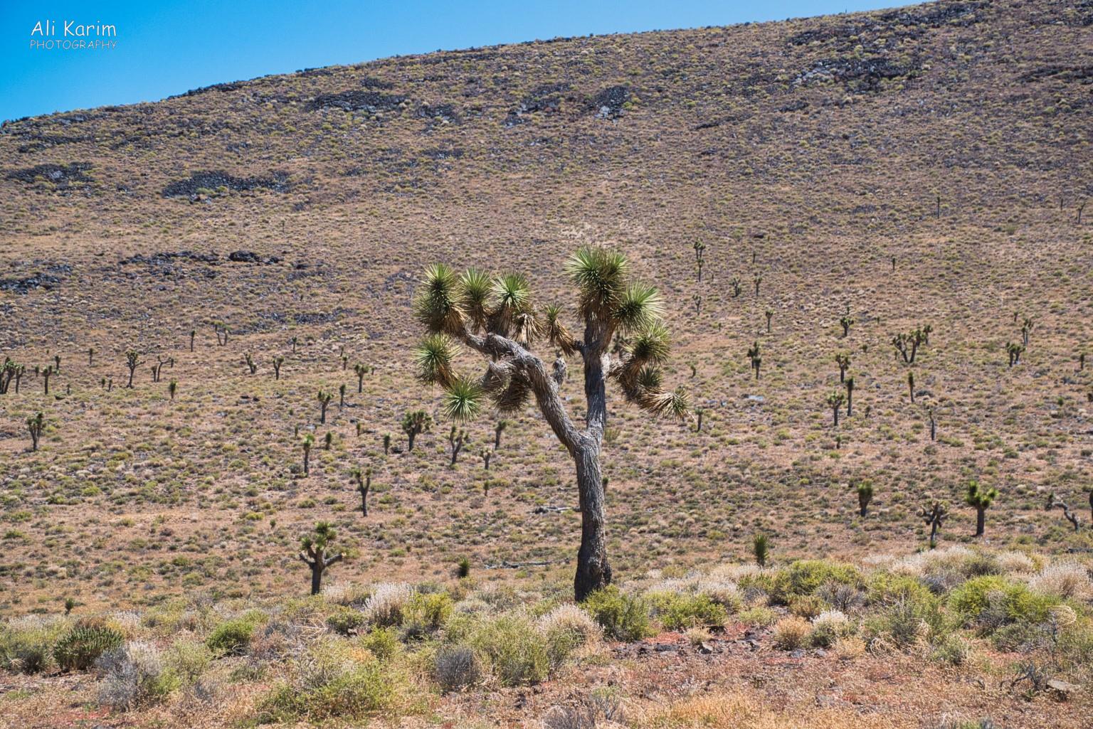 Yosemite to Death Valley, June 2020, Joshua Trees grows at higher elevations of Mojave desert