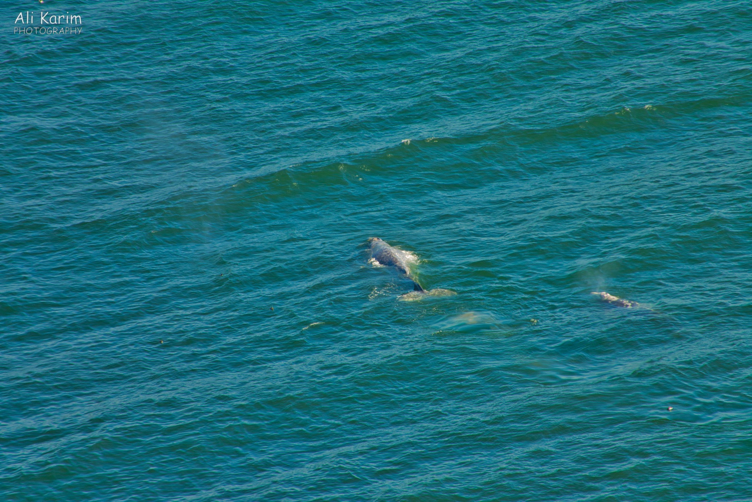 Whale with a baby Oregon Coast Hwy 101 Whale with a baby