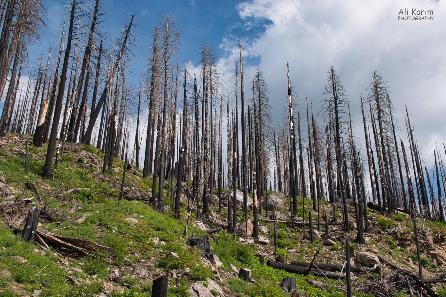 National Parks are not immune to forest fire ravages Yosemite & Death Valley, June 2020, National Parks are not immune to forest fire ravages